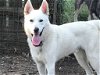 adoptable Dog in austin, TX named Cotton