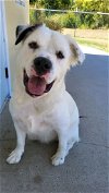 adoptable Dog in austin, TX named Toby