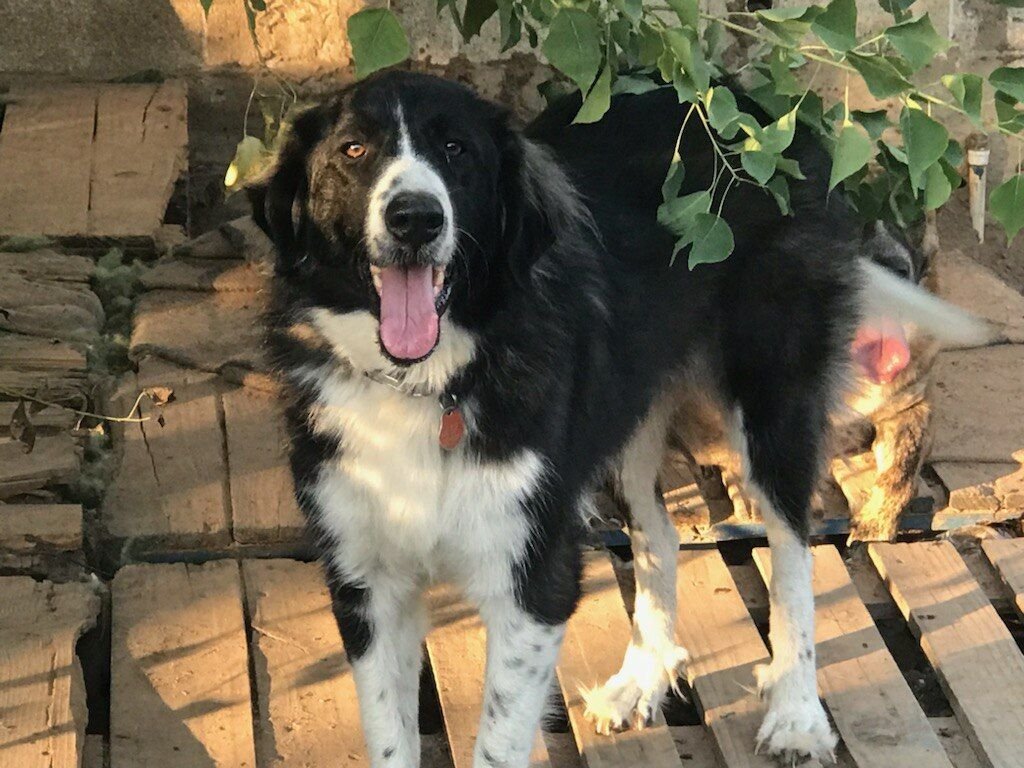 adoptable Dog in Austin, TX named Oreo