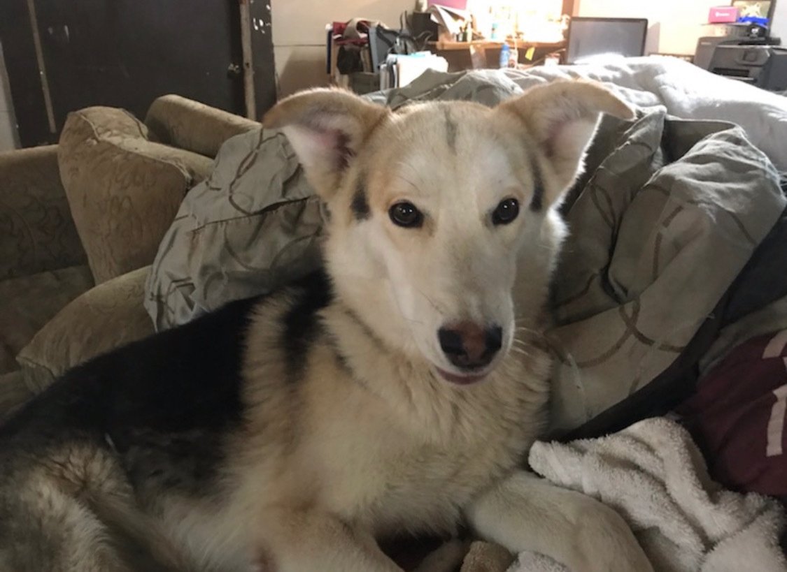 adoptable Dog in Austin, TX named Kai