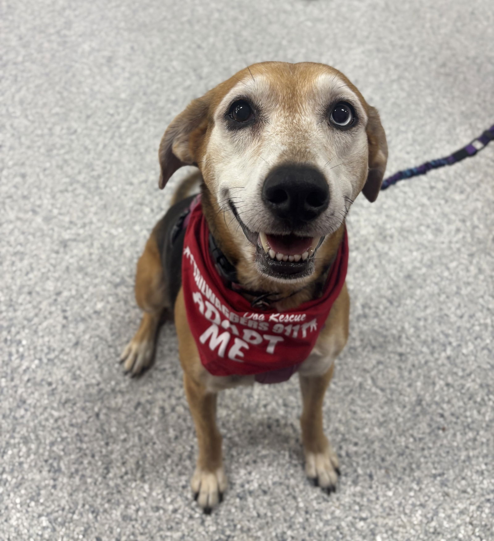 adoptable Dog in Grafton, WI named Millie