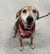 adoptable Dog in grafton, WI named Millie