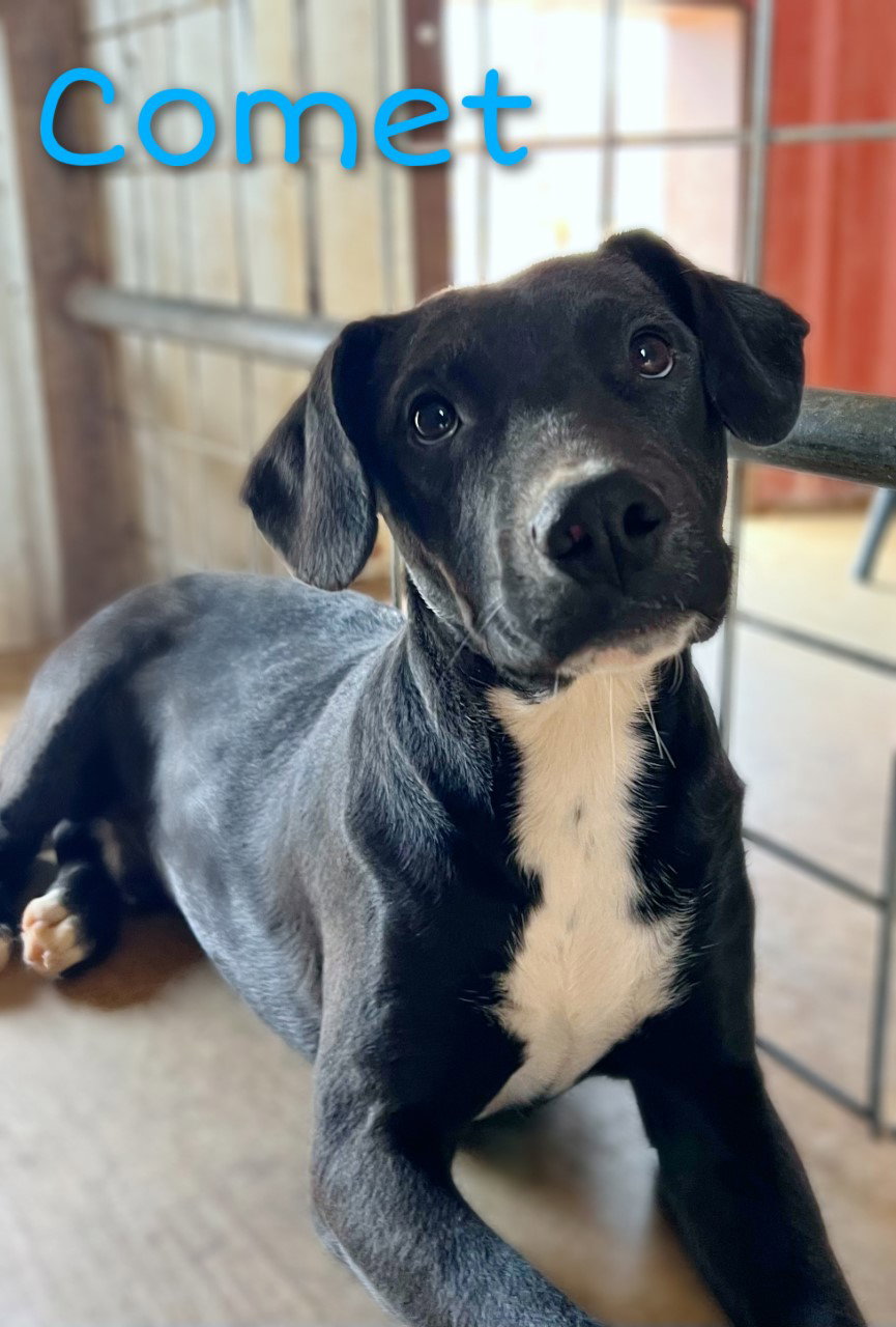 Dog for Adoption Comet, a Labrador Retriever in Plymouth, WI Alpha Paw