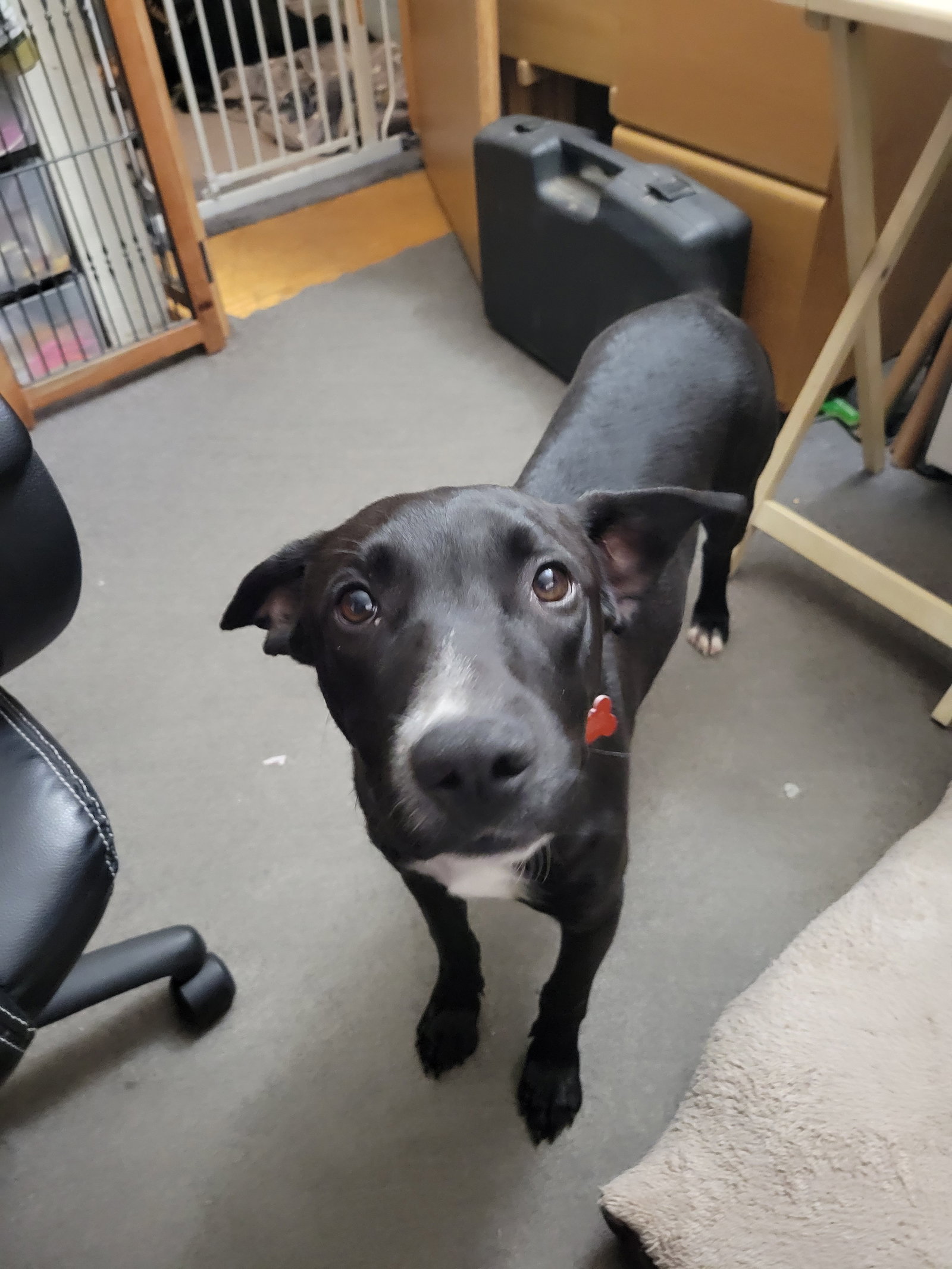 Dog for Adoption Comet, a Labrador Retriever in Plymouth, WI Alpha Paw