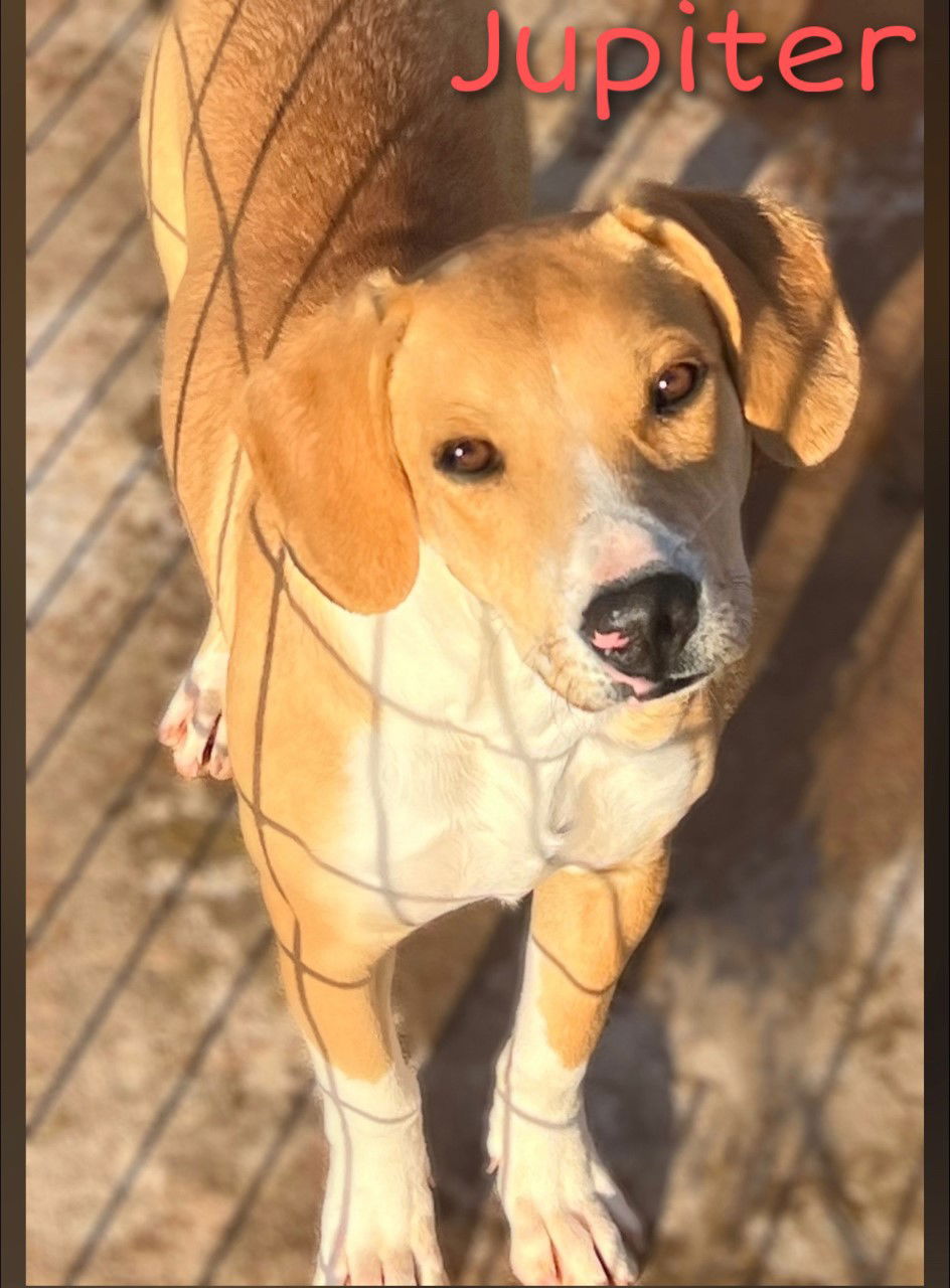 Dog for Adoption - Jupiter, a Labrador Retriever in Plymouth, WI