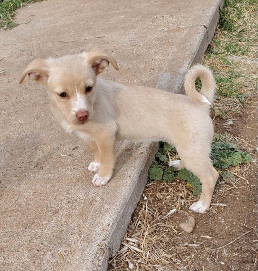 Dog for Adoption Daisy, a Chihuahua in Sheboygan Falls, WI Alpha Paw