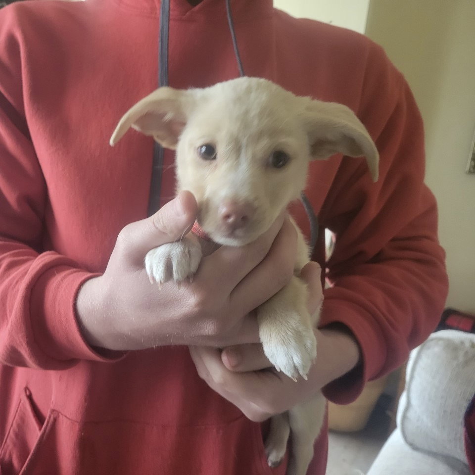 Dog for Adoption Daisy, a Chihuahua in Sheboygan Falls, WI Alpha Paw