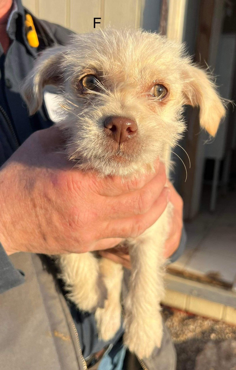 Dog for Adoption Chrissy, a Dachshund in Sheboygan Falls, WI Alpha Paw