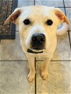 adoptable Dog in , WI named Rooster - FOSTER NEEDED