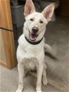 adoptable Dog in , WI named Tex - ADOPTION IN PROCESS