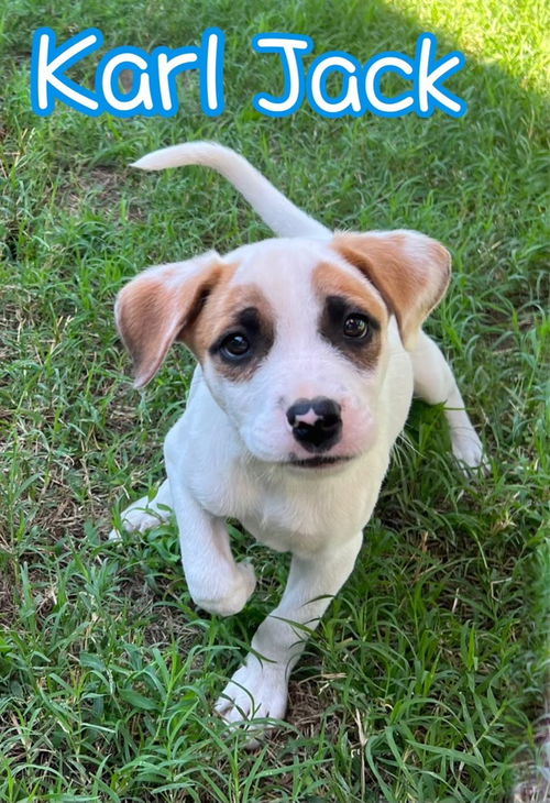 Dog for adoption - Tucker, a Mixed Breed in Deerfield, WI