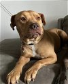adoptable Dog in , WI named Piglet