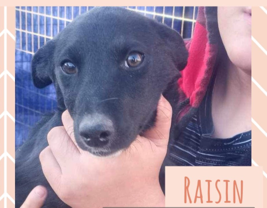 Dog for Adoption SPONSOR / FOSTER ME Raisin, a Shepherd in
