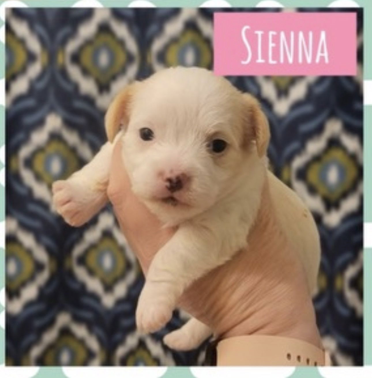 Dog for Adoption - SPONSOR, FOSTER or ADOPT ME - Sienna, a Chihuahua in ...