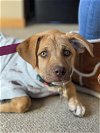 adoptable Dog in , WI named Chondelle