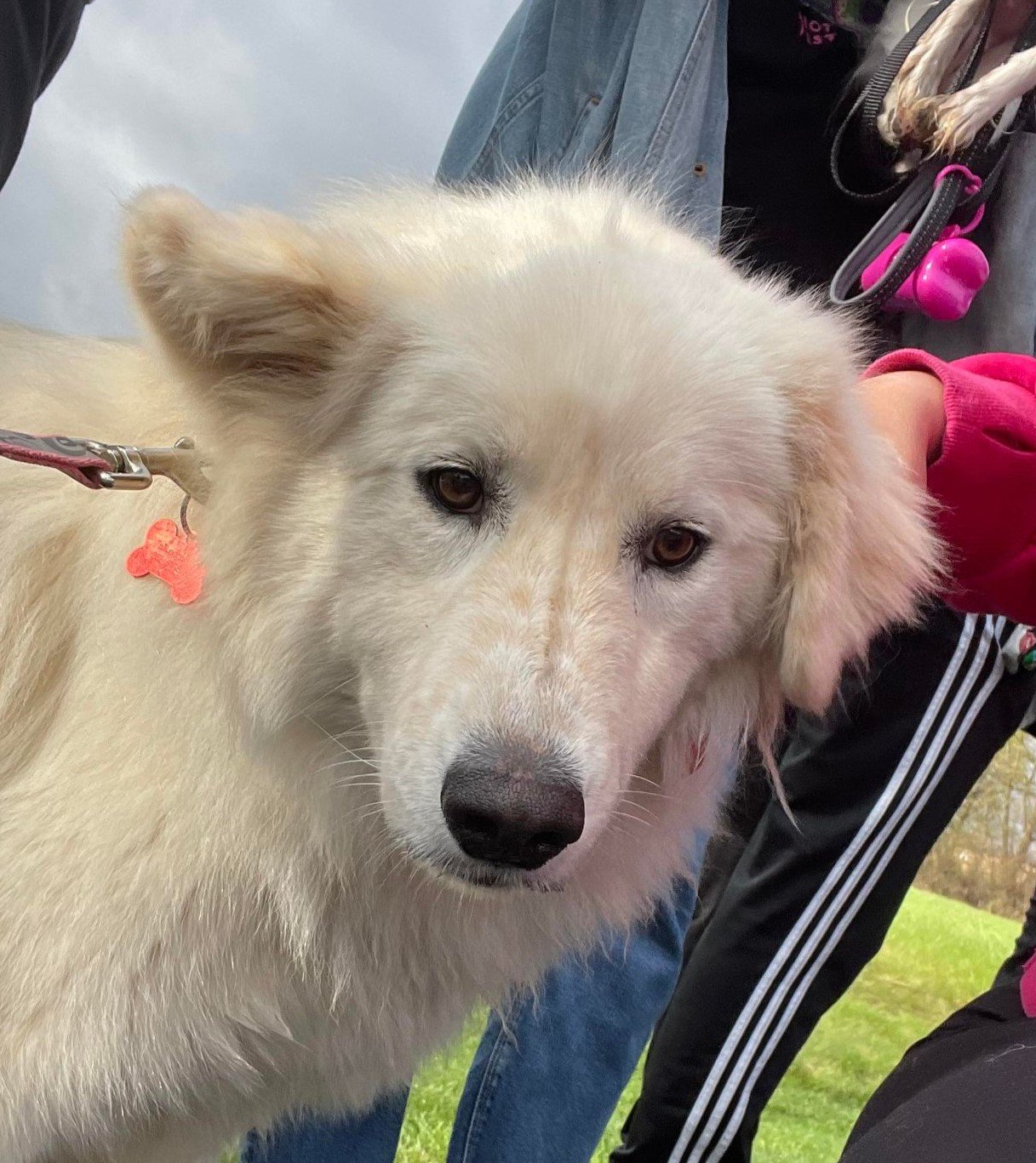 adoptable Dog in Grafton, WI named Wedo - ADOPTION IN PROCESS