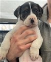 adoptable Dog in  named June - SPONSOR ME