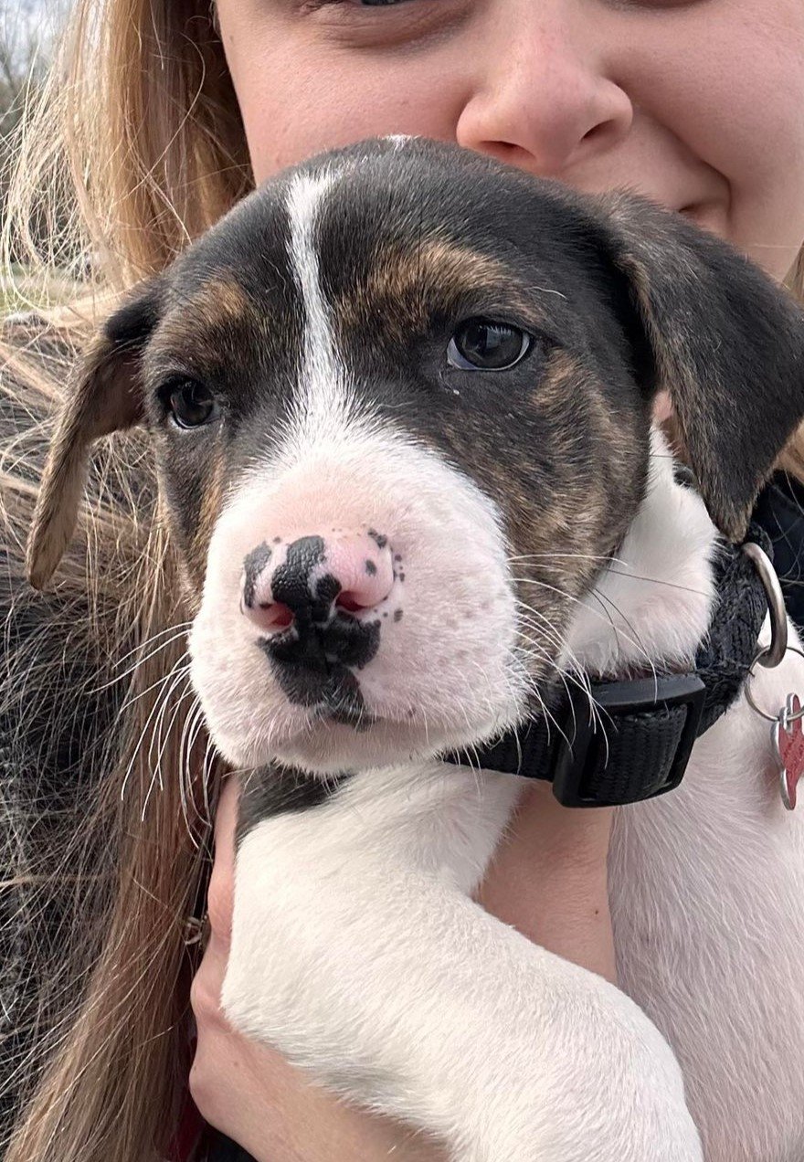 adoptable Dog in Grafton, WI named June