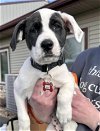 adoptable Dog in , WI named Avery