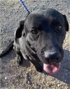 adoptable Dog in  named Luke - ADOPTION IN PROCESS