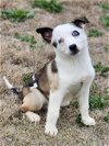 adoptable Dog in , WI named Sinatra