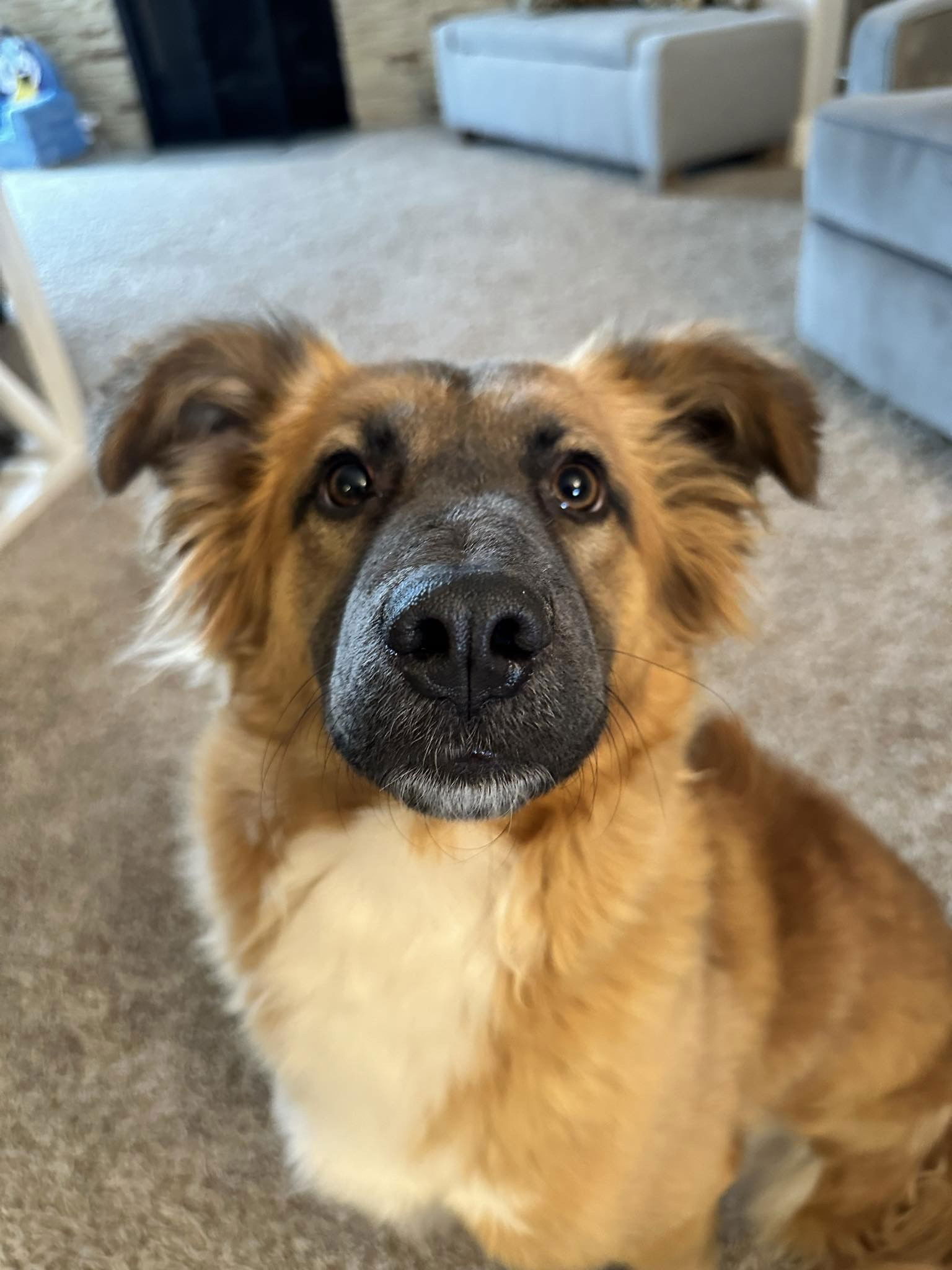 Dog for Adoption - SPONSOR or FOSTER ME - Hope, a Australian Shepherd ...