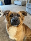 adoptable Dog in  named SPONSOR or FOSTER ME - Hope