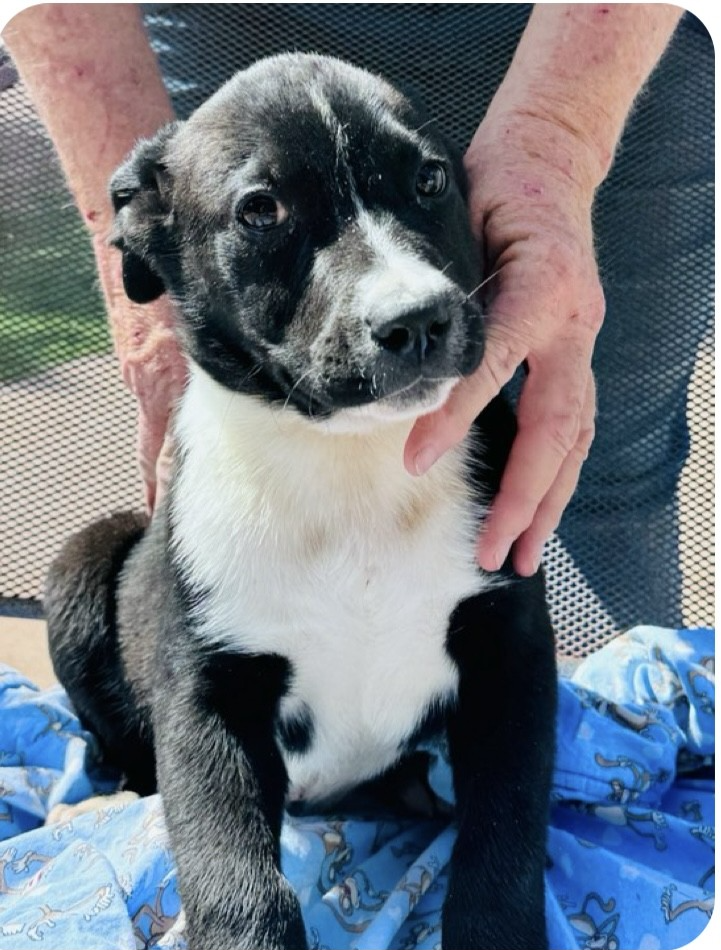 Dog for Adoption - SPONSOR or FOSTER ME - Boston, a Australian Shepherd ...