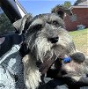 adoptable Dog in , WI named Smokey - ADOPTION IN PROCESS