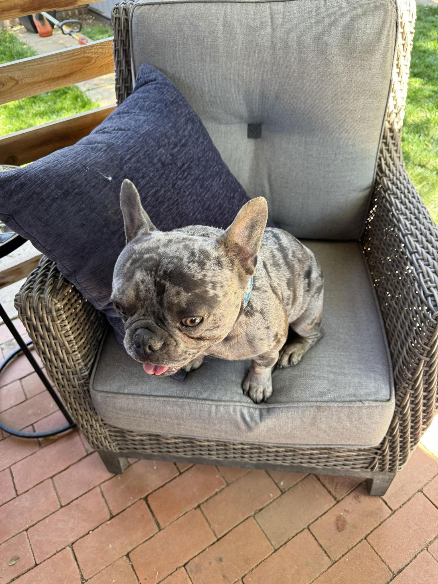 Dog for Adoption - Oscar - ADOPTION IN PROCESS, a French Bulldog in ...