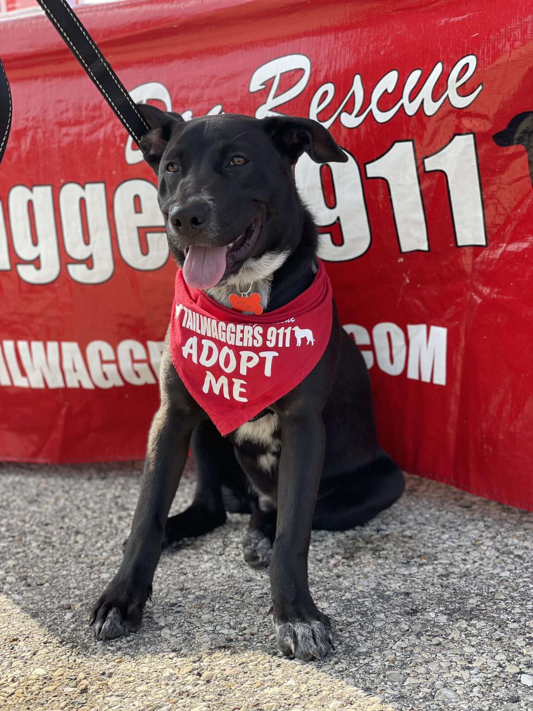 adoptable Dog in Grafton, WI named Bubba