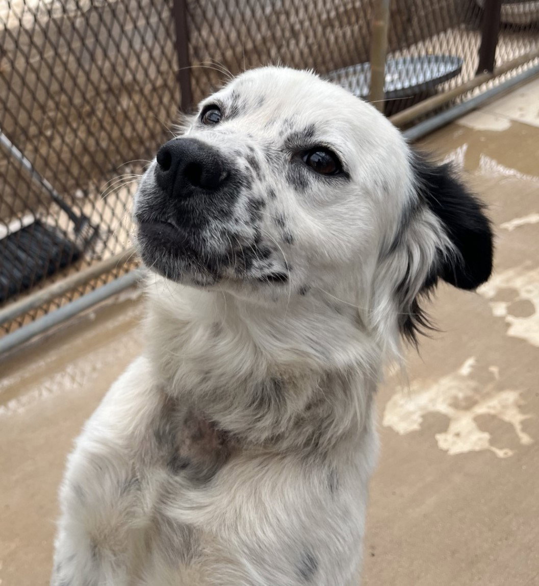 Wisconsin Rescue Dogs Dog for Adoption - Speck, a Shepherd in Fond Du Lac, WI | Alpha Paw