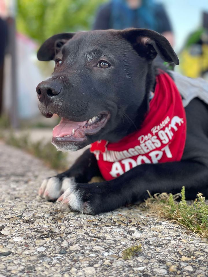 adoptable Dog in Grafton, WI named Snap Dragon