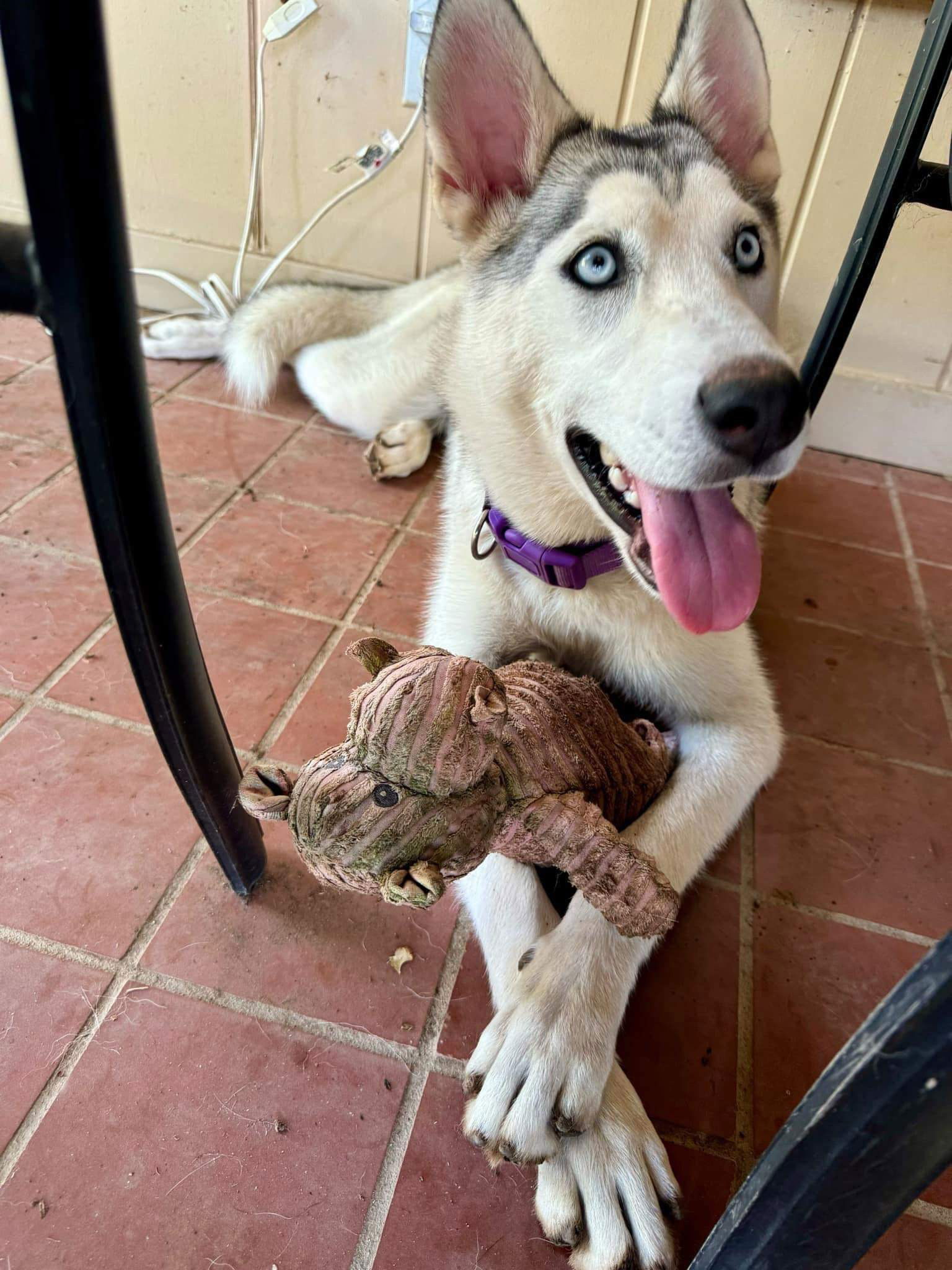 adoptable Dog in Grafton, WI named Zena