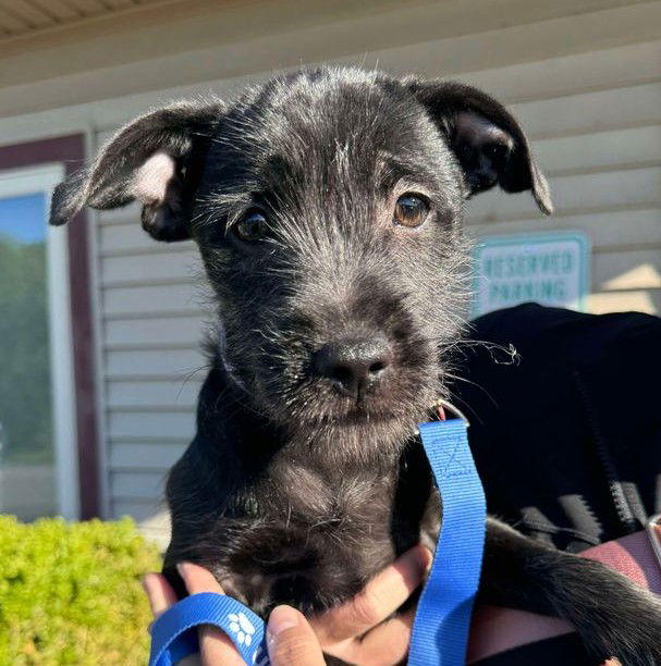 adoptable Dog in Grafton, WI named Ruby