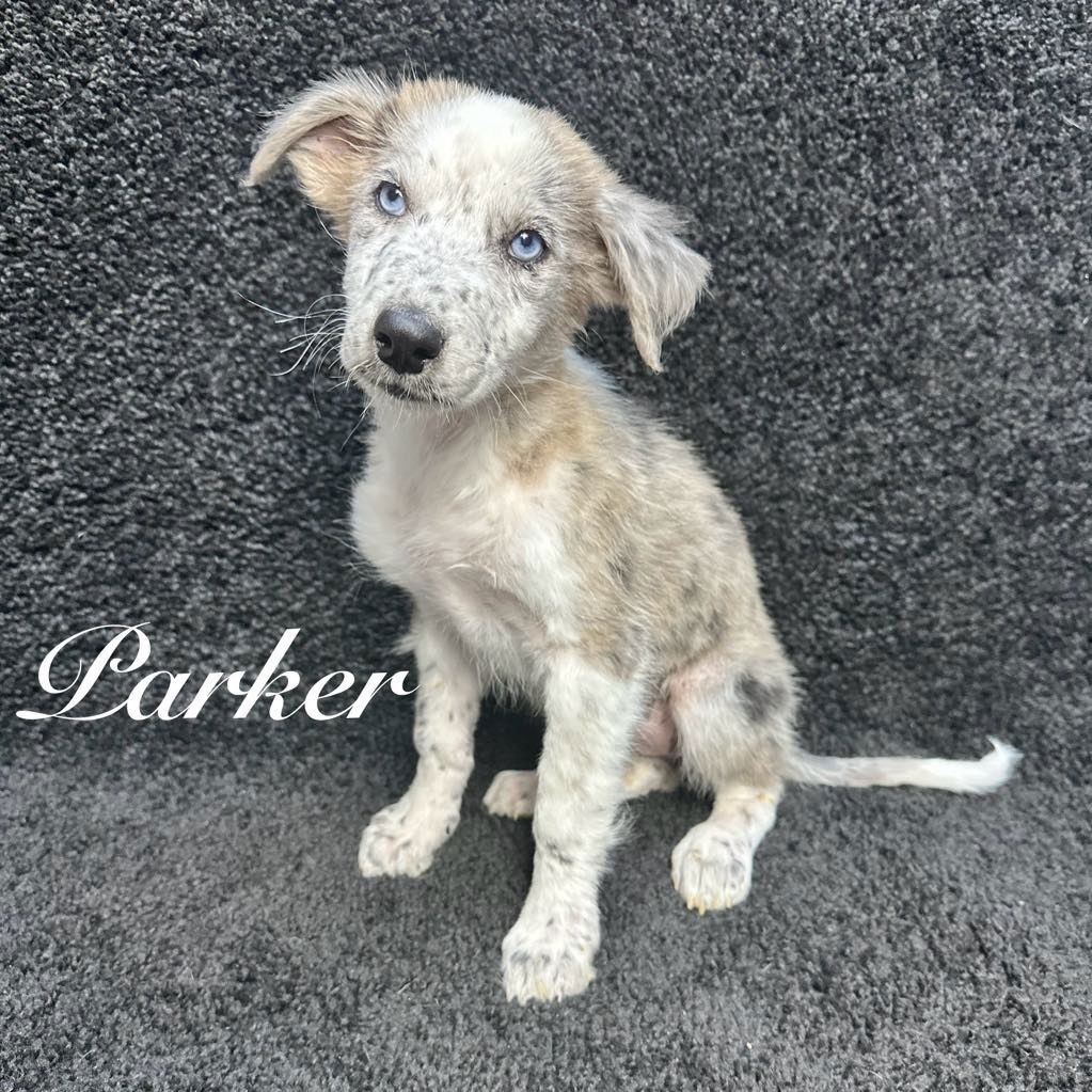 Parker - ADOPTION IN PROCESS