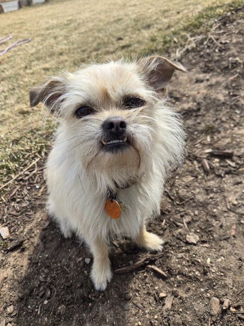 Hazel, a dog for adoption from Tail Waggers 911