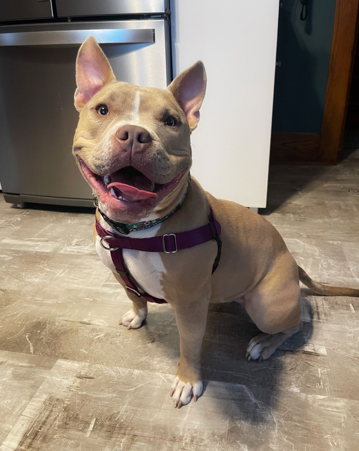 adoptable Dog in Grafton, WI named Neveah
