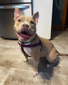 adoptable Dog in grafton, WI named Neveah