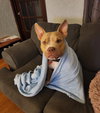 Neveah - ADOPTION IN PROCESS - Photo 2