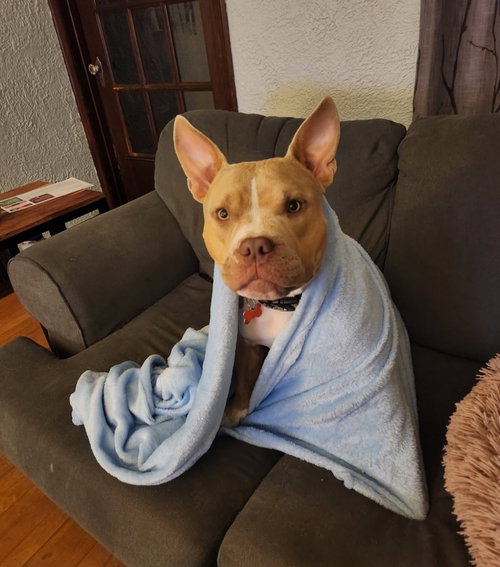 NEVEAH - ADOPTION IN PROCESS - American Pit Bull Terrier available for adoption