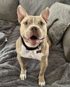 Neveah - ADOPTION IN PROCESS - Photo 1