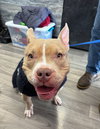 Neveah - ADOPTION IN PROCESS - Photo 4
