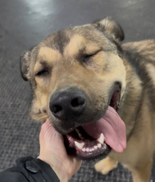 SCHEPPY - German Shepherd Dog available for adoption
