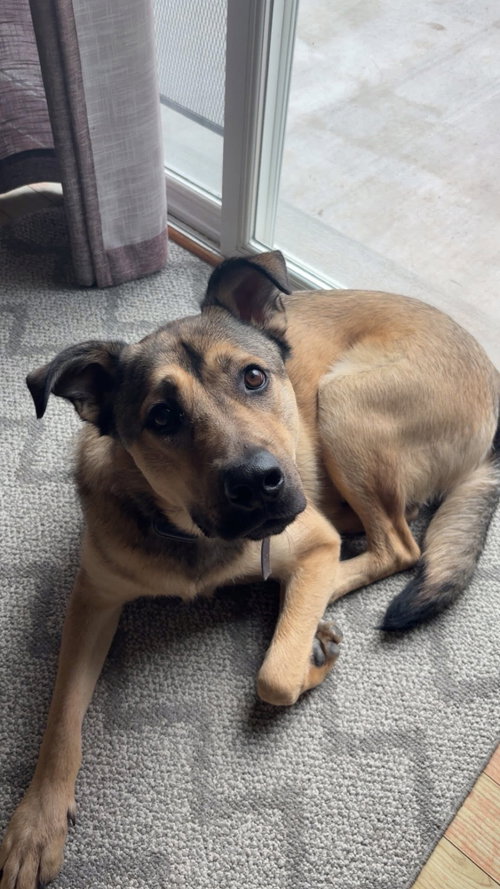 SCHEPPY - ADOPTION IN PROCESS - German Shepherd Dog available for adoption