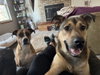 Scheppy - ADOPTION IN PROCESS - Photo 3
