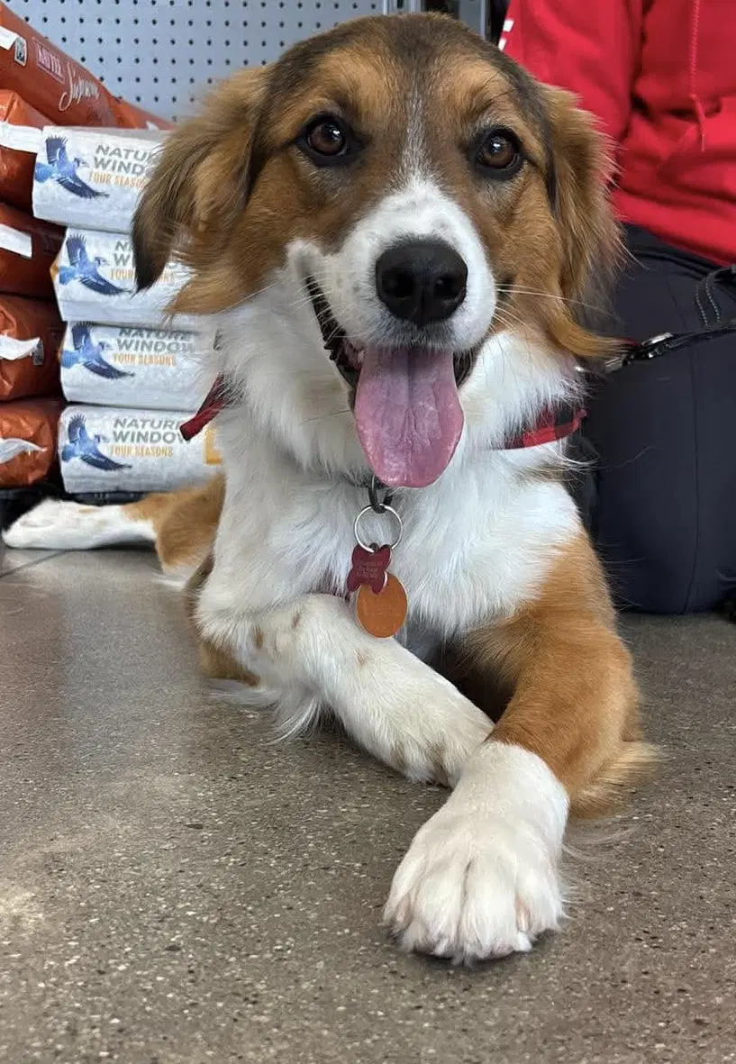 Foster Me - Kami - Great Pyrenees
