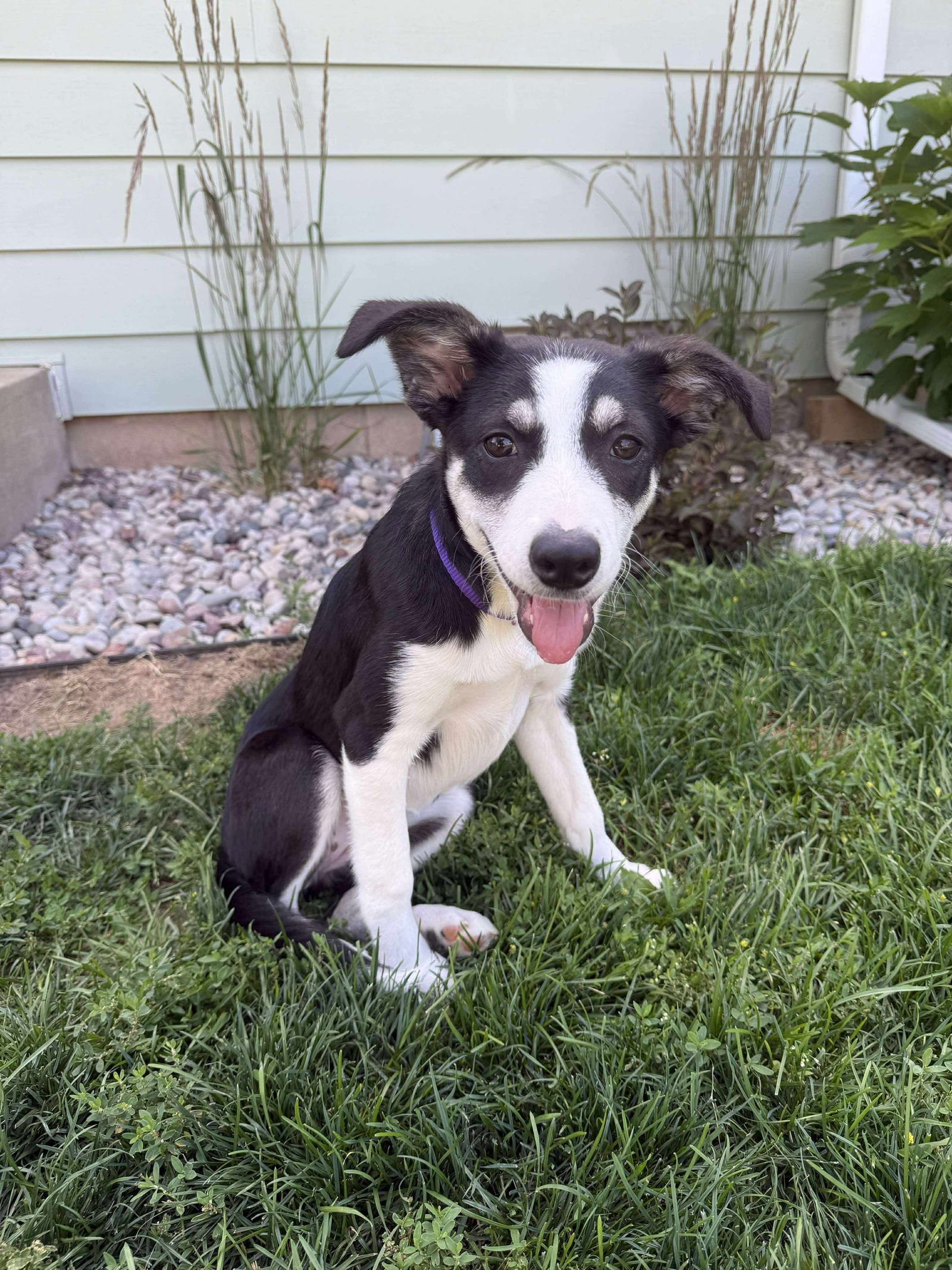 adoptable Dog in Grafton, WI named Sasha