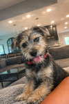 Piper - ADOPTION IN PROCESS - Photo 1