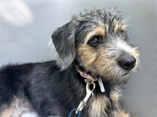 PIPER - ADOPTION IN PROCESS - Terrier / Poodle (unknown type) available for adoption